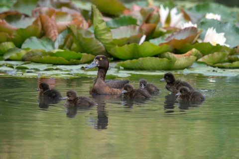 Aythya fuligula, dune cub, heron duck, tufted duck, anatidae, birds, ducks, ducks, duck birds,
