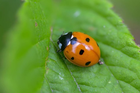 Coccinella septempunctata, seven-spotted ladybird, beetle, coleoptera, insects, beetles, seven-spot