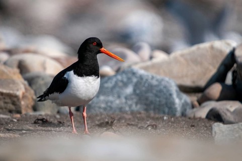 Oystercatchers, Haematopus ostralegus, Norway, oystercatcher, varanger, birds, charadriiformes,