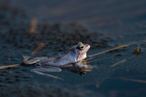 Moor frog, moor frog, rana arvalis, amphibians, amphibians, courtship behavior, courtship display,