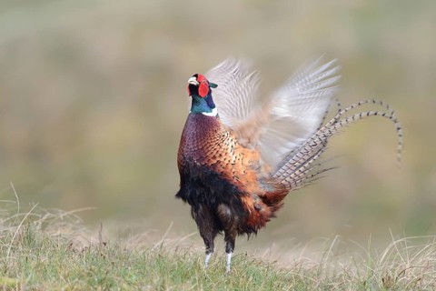 Courting pheasant cock (Phasianus colchicus torquatus)