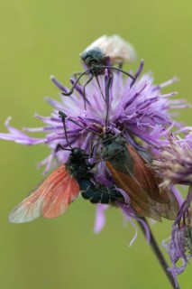 Beaver ram, blood droplet burnet, thyme ram, zygaena minos, blood droplets, butterfly, couple, high
