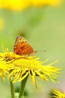 Queen of Spain fritillary (Issoria lathonia), on a yellow flower of a Great Telekie (Telekia