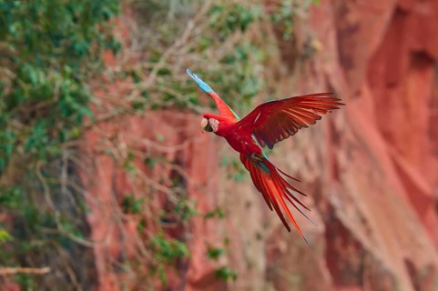 A single parrot with red wings flies in front of a rocky landscape, Green-winged Macaw, or Dark