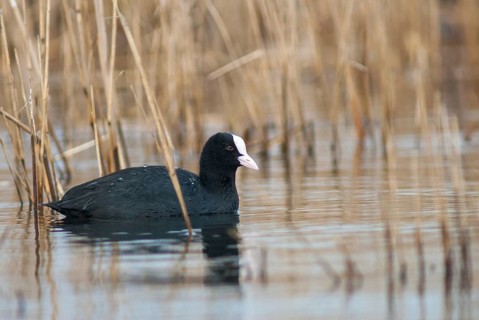 Eurasian Coot Coot, Fulica Atra, Birds, Coot Rail, Gruiformes, Crane Birds, Rails, Rallidae, Birds,