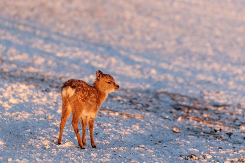 A young Dybowski deer (Cervus nippon hortulorum) stands in a snow-covered meadow at sunrise. China,