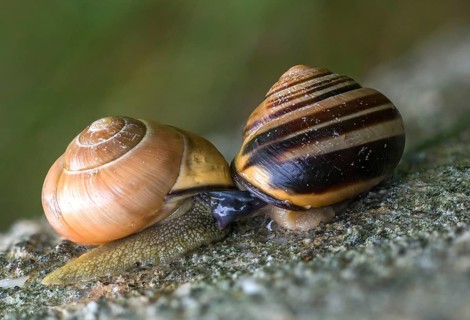 Banded snails, cepaea, cepaea nemoralis, grove snail, hornsnail, helicidae, snails, black-mouthed