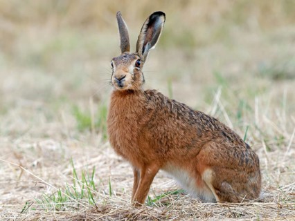 European hare (Lepus europaeus) in a mown meadow, Solms, Hesse, Germany