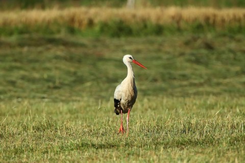 A stork stands alone in a vast meadow: White Stork (Ciconia ciconia), farmland, Mannheim,