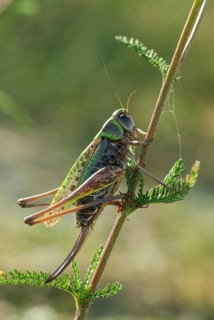 Brandenburg, Decticus Verrucivorus, Germany, grasshoppers, locusts, Nabu, national natural