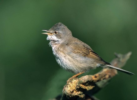 Warbler, Sylvia Communis, Whitethroat, Birds, Song, Leo, Male, Passeri, Singing, Songbirds, Birds