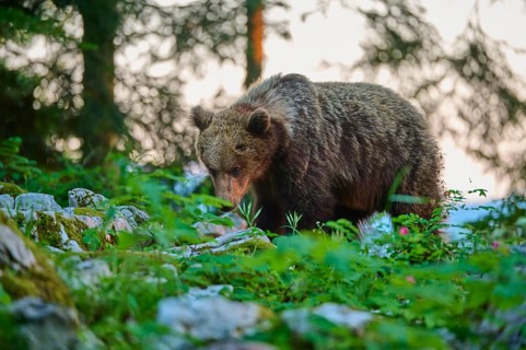 A bear sniffs around in the undergrowth of a green forest: European brown bear (Ursus arctos),