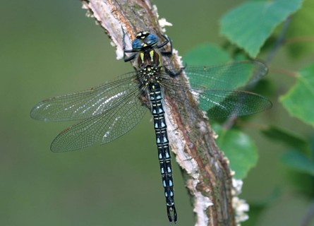 Brachytron Pratense, formerly reed hunter, hairy dragonfly, small mosaic maiden, anisoptera,