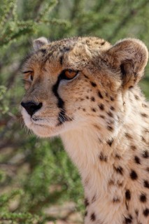 Cheetah (Acinonyx jubatus), adult, looking around, alert, animal portrait, close-up of the head,