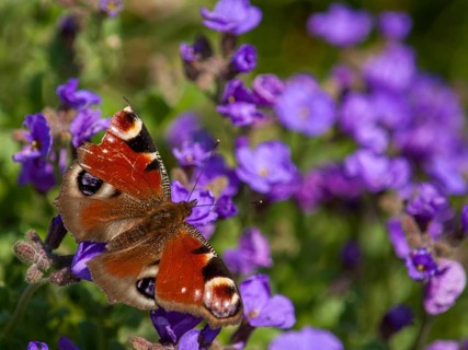 Aglais io, Inachis io, Nymphalis io, peacock, peacock, butterfly, insects, leo, butterfly,