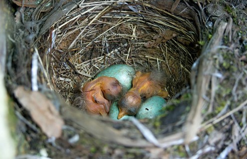 Blackbird, Turdus Merula, birds, clutch, hatching, young bird, juvenile, nest, passeri, hatching,