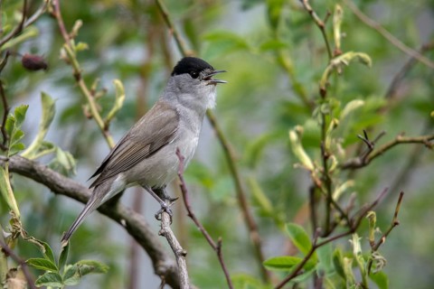 Blackcap, blackcap, blackcap, Sylvia atricapilla, birds, song, male, passeri, singing, songbirds,
