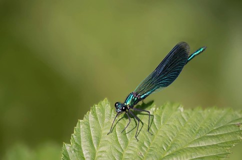 Banded demoiselles, calopteryx splendens, banded dragonflies, dragonflies, insects, dragonflies,