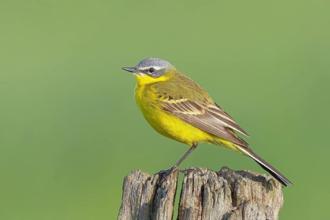 Yellow Wagtail (Motacilla flava), male perched on a willow fence, wildlife, animals, birds, bird,