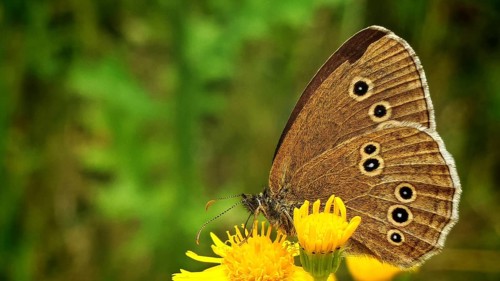 A close-up of a brown butterfly, the Small Heath (Aphantopus hyperantus), perched on a yellow