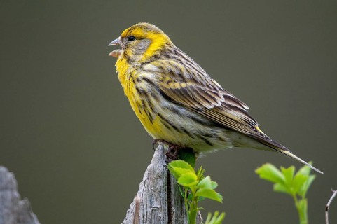 European Serin, serine, serinus serinus, birds, garden, garden fence, song, male, passeri, singing,