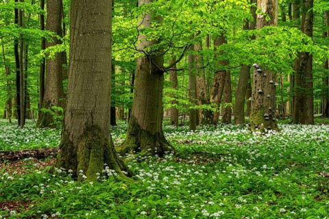 An atmospheric primeval forest with ancient, moss-covered European beech trees (Fagus sylvatica)