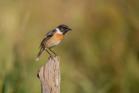 Stonechat, (Saxicola rubicola) stonechat. The sun is shining and there is grass in the