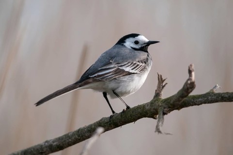 Wagtail, Motacilla Alba, White Wagtail, Birds, Passeri, Songbirds, Birds