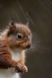 Red squirrel (Sciurus vulgaris) adult animal in a rain storm, England, United Kingdom
