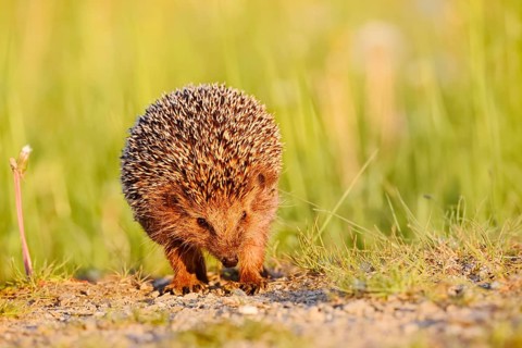 Brown-breasted hedgehog or Western European hedgehog (Erinaceus europaeus), North Rhine-Westphalia,