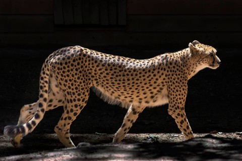 Cheetah (Acinonyx jubatus), Nuremberg Zoo, Middle Franconia, Bavaria, Germany