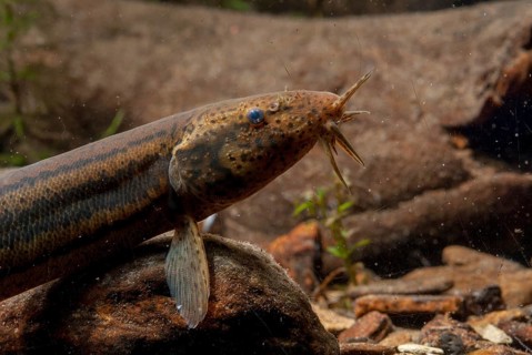 European Weather Loach, Misgurnus Fossilis, Pond Loach, Schlammpeitzger, FFH, Fish, Fish, Pisces,
