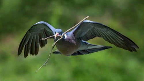 Wood Pigeon (Columba palumbus), in flight, carrying nesting material in its beak, Littlewood Ranch,