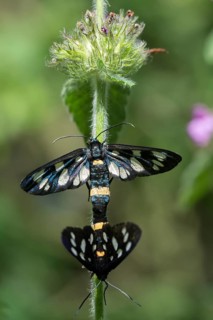 Amata phegea, arctiinae, bear spinner, nine-spotted moth, syntomis phegea, white spotted ram,