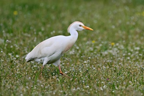 Cattle egret (Bubulcus ibis), foraging in a meadow, Camargue, southern France, France
