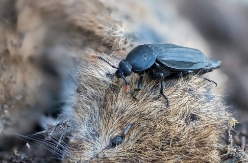 Carrion beetle, bshore sexton beetle, necrodes littoralis, silphidae, carrion beetle, gravedigger,