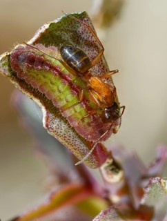 Ants, ant, brown-black wood ant, brown-black horse ant, camponotus ligniperdus, chequered blue,