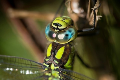 Aeshna cyanea, blue-green mosaic maiden, southern hawker, anisoptera, damselflies, dragonflies,