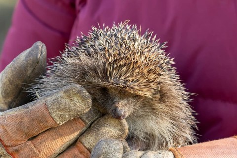 European hedgehog (Erinaceus europaeus) adult animal being held by a person, England, United
