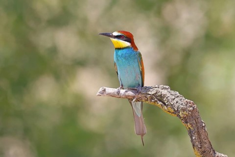 European bee-eater (Merops apiaster) perched on a branch, Lake Neusiedl, Burgenland, Austria
