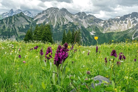 Meadow with Dactylorhiza cruenta, on the Fellhorn, with the mountains of the Allgäu Alps in the