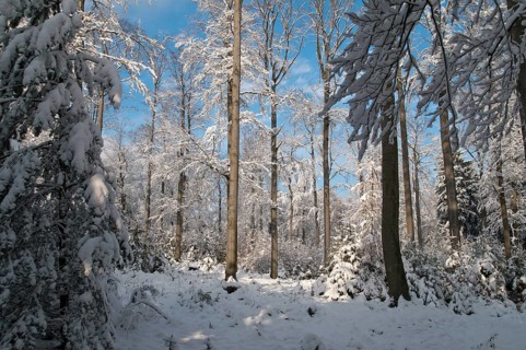 Beech plants, fagaceae, fagus sylvatica, common beech, trees, common beech, European beech, flora,