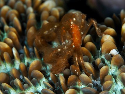 An orange crab, the orang-utan crab (Achaeus japonicus), on colourfully patterned coral formations,