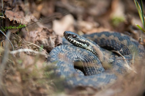 European adder, European viper, venomous snake, vipera berus, critters, poisonous reptiles, male,