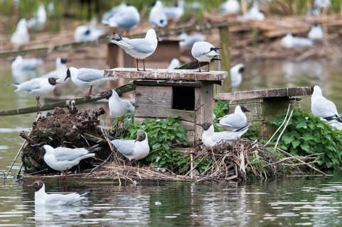 Black-headed gull, Chroicocephalus ridibundus, black-headed gull, Larus ridibundus, birds,
