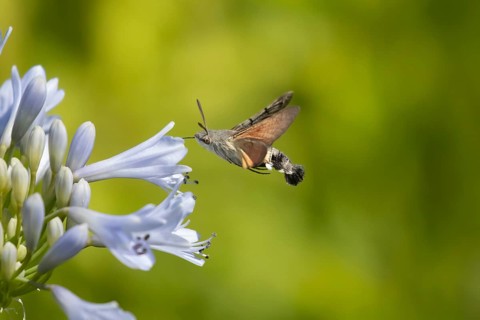 Hummingbird hawkmoth (Macroglossum stellatarum) adult moth insect in flight feeding on a garden