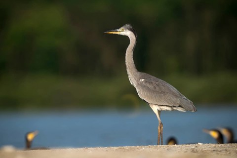 Ardea cinerea, heron, gray heron, birds, ciconiiformes, herons, walking birds, wading birds, birds