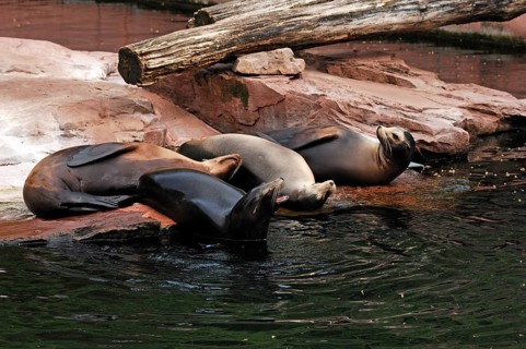 Sea lion, Zalophus californianus, am Beckenrand, Tierpark Nürnberg, Am Tiergarten 30, Nuremberg,