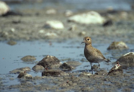 Black-bellied plover, grey plover, lappialis squatarola, birds, charadriiformes, adolescent,