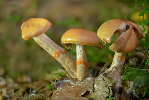 Cortinarius armillatus, decorated girdle foot, girdle foot, fungi, fungi, red-banded cortinarius